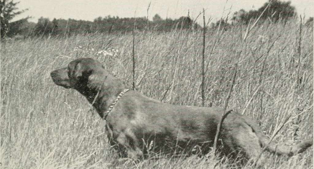 Vigilant Pointer dog identifying risks with the What-If PHA Template
