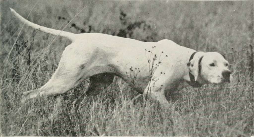 Vigilant Pointer dog representing industrial risk management and CMMS software vigilance