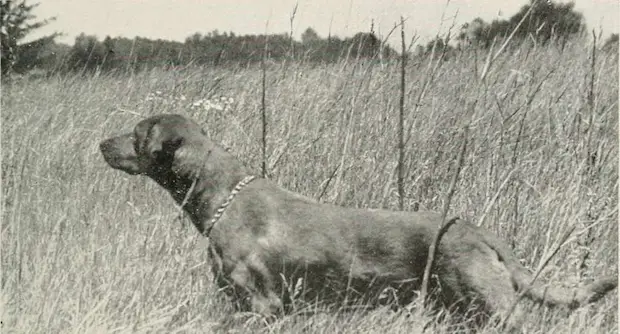 Vigilant Pointer dog identifying risks with the What-If PHA Template