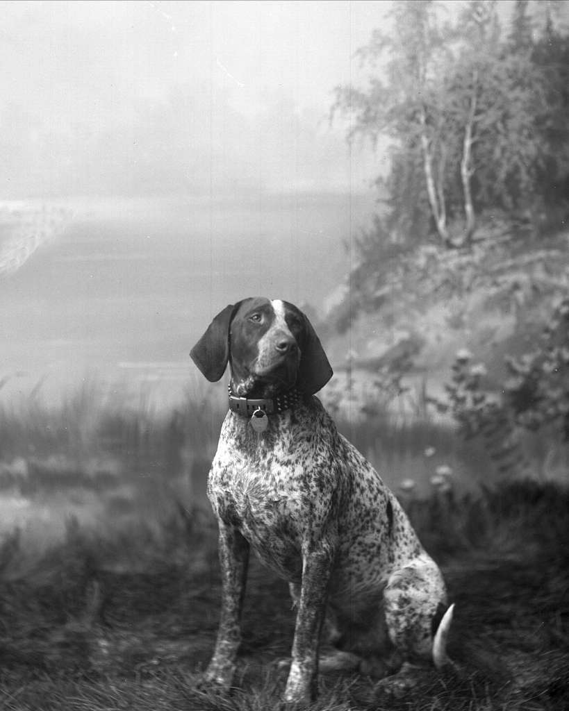 Alert Pointer dog representing IndustryDocs technical readiness